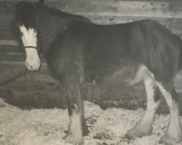 Zuchtstute TNT's Roxy (Clydesdale, 2004, von Toll's Laudydale Earnie)