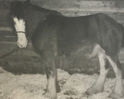 broodmare TNT's Roxy (Clydesdale, 2004, from Toll's Laudydale Earnie)