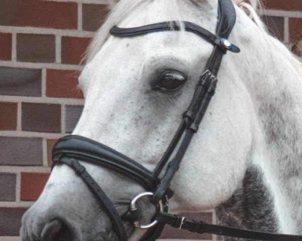 dressage horse Candide 8 (Holsteiner, 2005, from Copito)