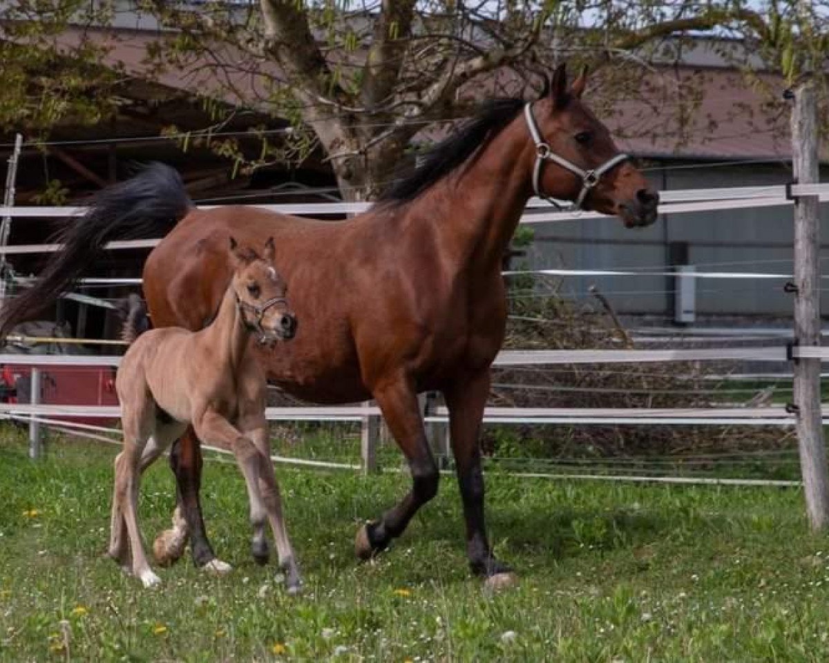 broodmare Aberllwyds Astoria OX (Arabian purebred, 2000, from Grenlando ox)