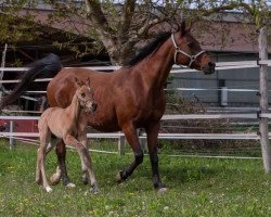 broodmare Aberllwyds Astoria OX (Arabian thoroughbred, 2000, from Grenlando ox)