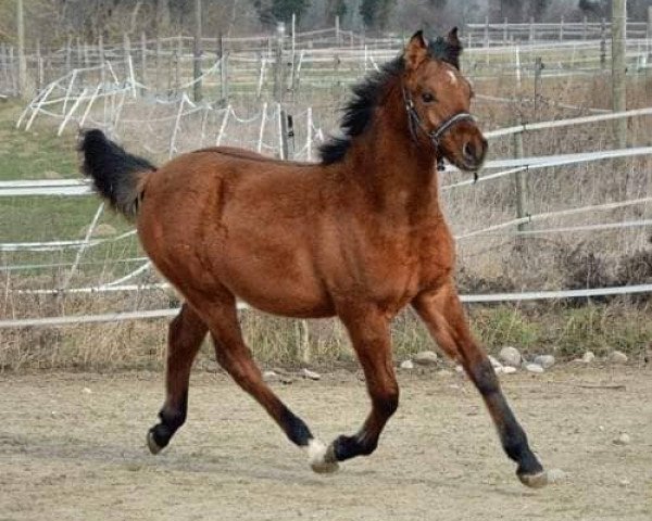 Pferd Shyamal N'Dun (unbekannt, 2018, von Tocara's Standing Ovation)