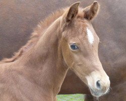 dressage horse Hengst von Rohdiamant / Lauries Crusador xx (Oldenburg, 2016, from Rohdiamant)