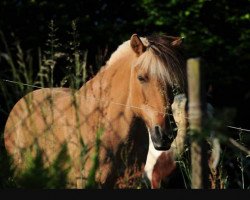 horse Kis-Lena (Fjord Horse, 1992, from Hjell)