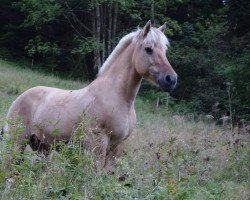 Zuchtstute Tambra (Fjordpferd, 1994, von Taifun von der Spechbacherhöhe)