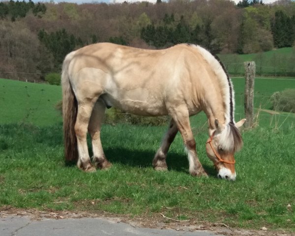 horse Donnie Brasco (Fjord Horse, 2008, from Dylan)