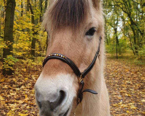 horse Tamira (Fjord Horse, 2001, from Jon Halsnæs)