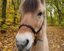 horse Tamira (Fjord Horse, 2001, from Jon Halsnæs)