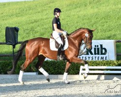 dressage horse Capital of Culture (Rheinländer, 2010, from Captain Fire)