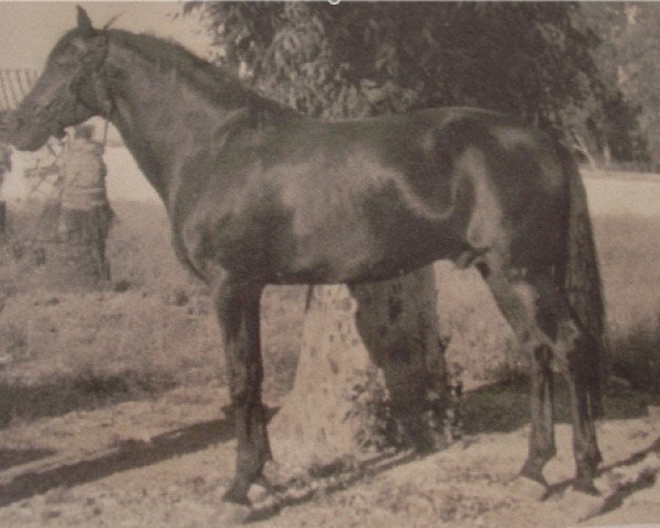 stallion Almirante VI (Pura Raza Espanola (PRE), 1940, from Bailador)