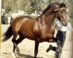 stallion Alegre XIX (Pura Raza Espanola (PRE), 1978, from Maceo)