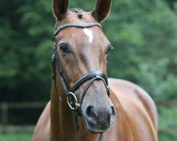 dressage horse Fleura (Westphalian, 2006, from Fürst Piccolo)