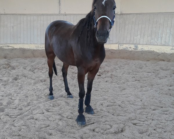 Pferd ARDIAMONDSINMOONLIGT (Quarter Horse, 2014, von Remnics Diamond)