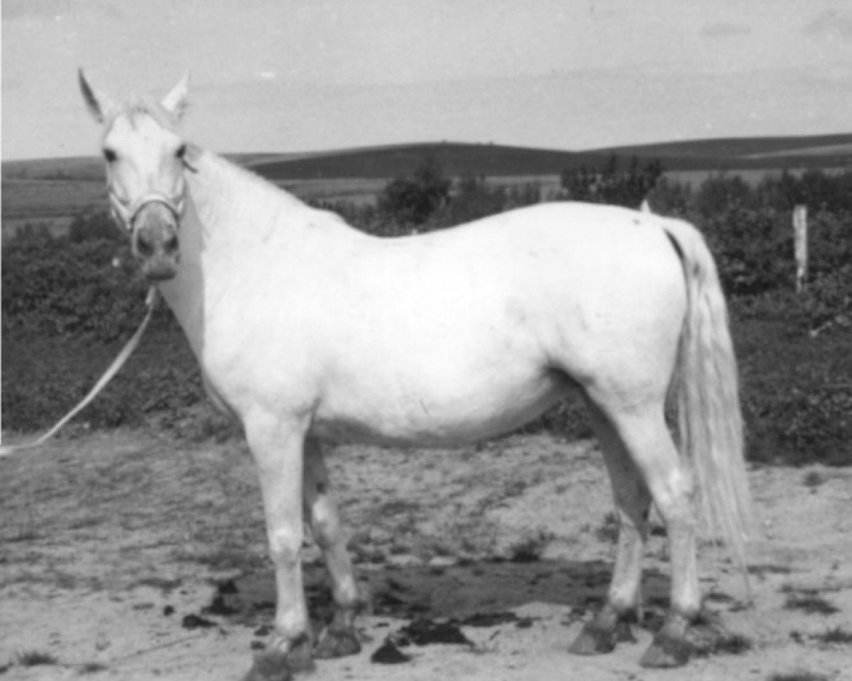 Zuchtstute Americana VI (Pura Raza Espanola (PRE), 1959, von Juglar)