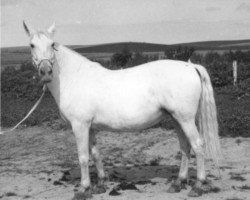 broodmare Americana VI (Pura Raza Espanola (PRE), 1959, from Juglar)