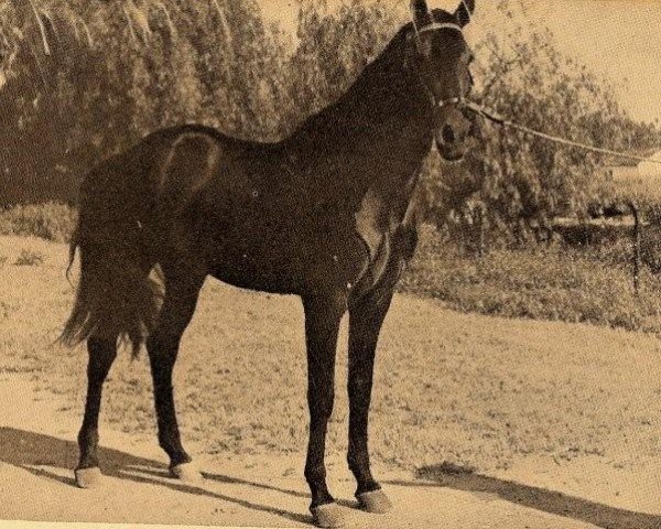 stallion Destinado IV (Pura Raza Espanola (PRE), 1940, from Celoso III)