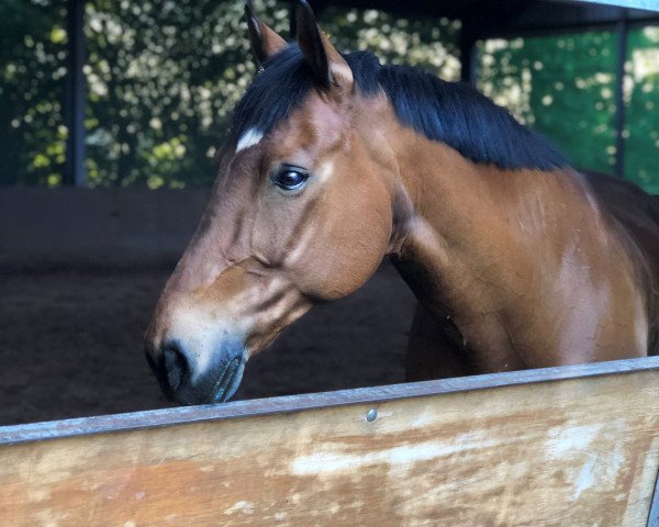 Pferd Risco Donzelot (Belgisches Warmblut,  , von Arpad des Six Censes)