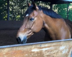 horse Risco Donzelot (Belgian Warmblood,  , from Arpad des Six Censes)