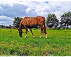 broodmare Daja Sai ART (German Riding Pony, 2002, from Dornik B)