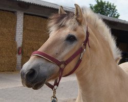 horse Doncan (Fjord Horse, 1988, from Reidulf)