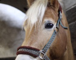 Dressurpferd Aragon 517 (Haflinger, 2010, von Aaron-B)