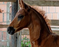 dressage horse Ferrero (Hanoverian,  , from Fidertanz)