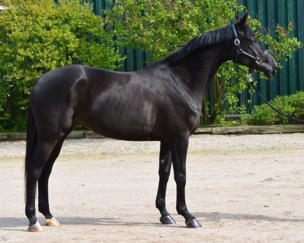 broodmare Diva (Hanoverian, 2009, from Desperados FRH)