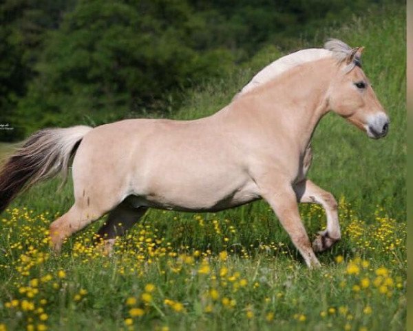 Pferd Kasimir (Fjordpferd, 2012, von Kvest Halsnæs)