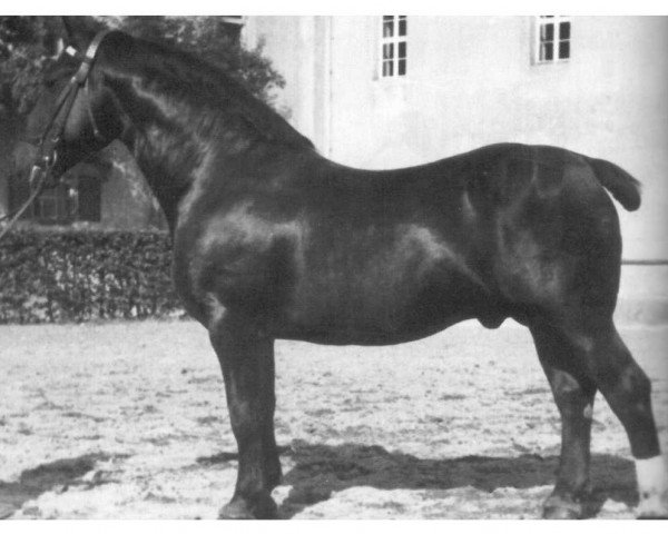 stallion Deichgraf Mo 109 (Alt-Oldenburger / Ostfriesen, 1937, from Martin 1711 OF)