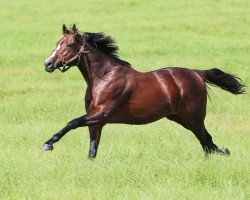 stallion Constitution xx (Thoroughbred, 2011, from Tapit xx)