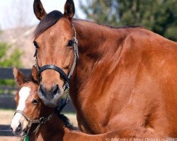 horse Hengst von War Front xx (Thoroughbred, 2019, from War Front xx)