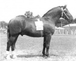 stallion Detlef Mo 1095 (Heavy Warmblood, 1953, from Deichgraf Mo 109)