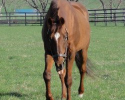 stallion Forty Niner xx (Thoroughbred, 1985, from Mr. Prospector xx)