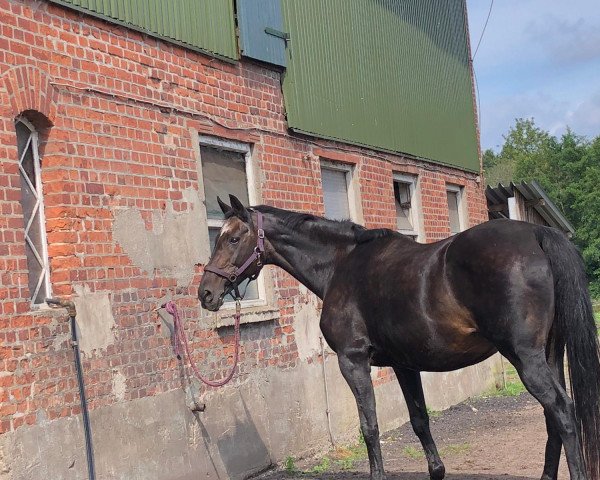 broodmare Mathilda (Hanoverian, 1993, from Mormone xx)