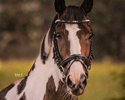 dressage horse Surprise 233 (Pinto with riding horses pedigree, 2007, from Salino Star)