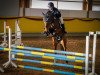 broodmare Zimt Und Zucker 3 (Oldenburg show jumper, 2014, from Zinedine)