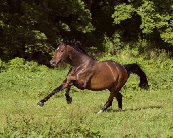 broodmare Cherry 196 (Mecklenburg, 2009, from Christ)