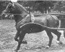 stallion Blitz Mo 102 (Oldenburg, 1926, from Bluecher 3401)