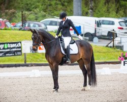 dressage horse Quasar Quasar (Hanoverian, 2010, from Quando-Quando)