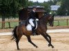 dressage horse Rubicon 56 (Hessian Warmblood, 2002, from Rubin Star N)