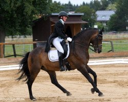 dressage horse Rubicon 56 (Hessian Warmblood, 2002, from Rubin Star N)