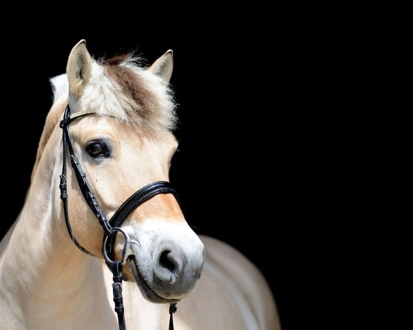 broodmare Baroness (Fjord Horse, 2003, from Hoptrup Jarl)