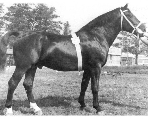 stallion Ball von Wulkau S-A 297 (Heavy Warmblood, 1948, from Balte S-A 88)