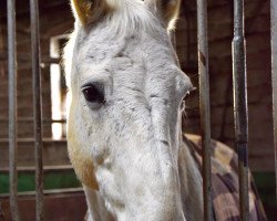 jumper Caray 2 (Danish Warmblood, 2000, from Calato)