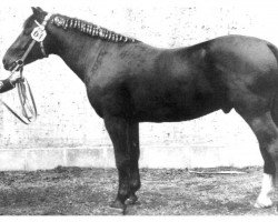 stallion Würfel Mo 1270 (Heavy Warmblood, 1966, from Wulf Mo 1206)