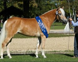 broodmare Novita (Haflinger, 2004, from Abendstern)