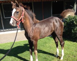 dressage horse Scarlett (Westphalian, 2014, from Sir Heinrich OLD)