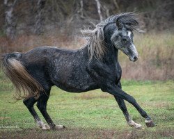 Pferd MAT Mahasin ox (Vollblutaraber, 2015, von Mat Mashallan EAO)