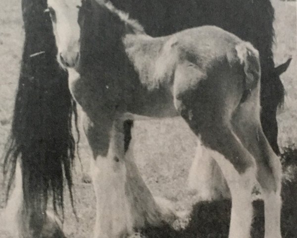 stallion Sisters View Snickers (Clydesdale, 1993, from Northland's Black Defender)