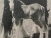 Deckhengst Sisters View Snickers (Clydesdale, 1993, von Northland's Black Defender)